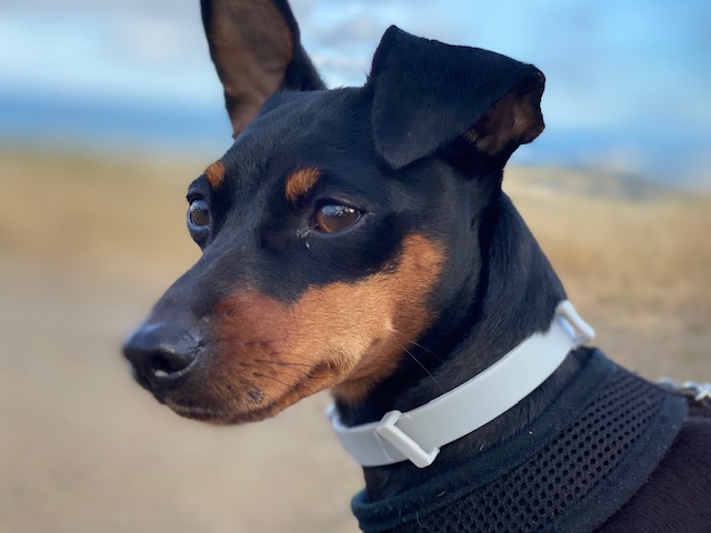 Small black dog wearing a simple plastic collar