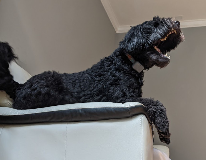 Black dog lying on the arm of a sofa and barking