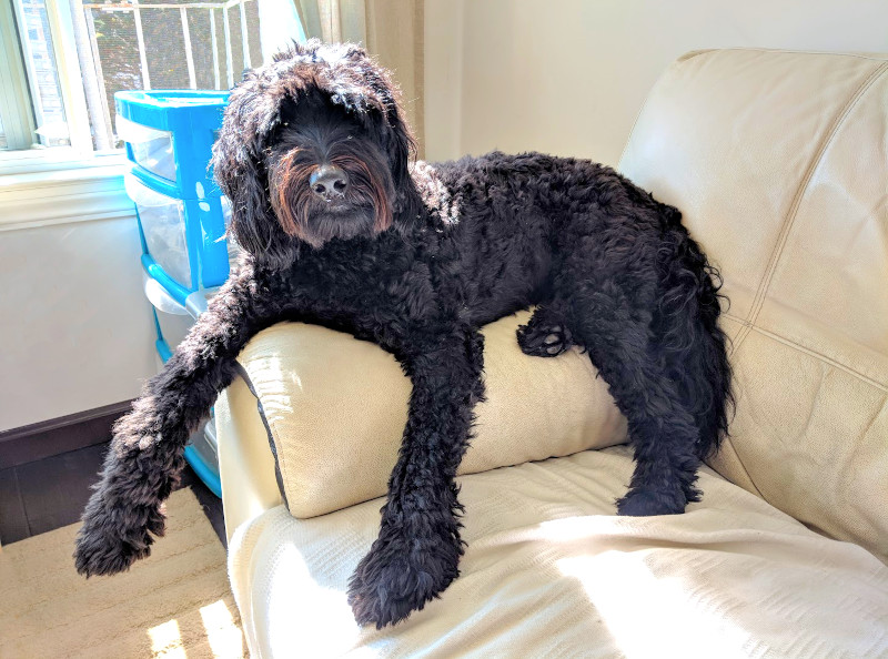 Black dog lying casually on the arm of a sofa