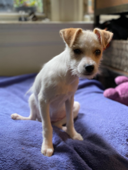 White terrier foster puppy sitting on a bed