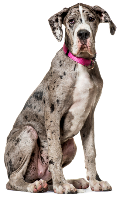 Dog Pro photo of a Great Dane sitting